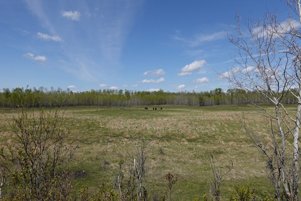 Plains bison grazing in Elk Island National Park east of Edmonton