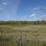 Plains bison grazing in Elk Island National Park east of Edmonton